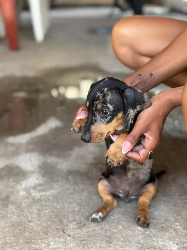 Teckel Miniatura Arlequim  3 Meses