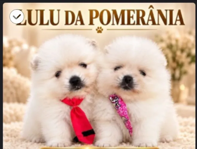 Em promoção lulu da pomeranea