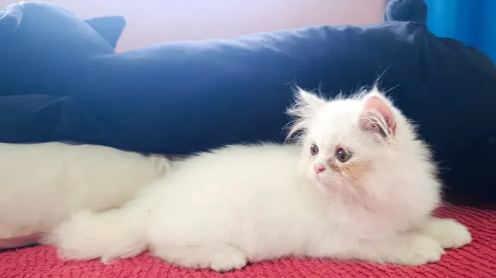 Fêmea de gato persa