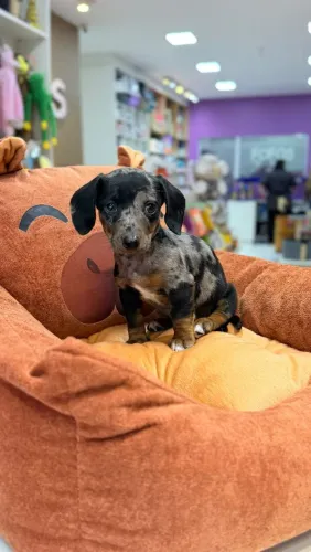 DASCHUND MINI MACHOS E FÊMEAS