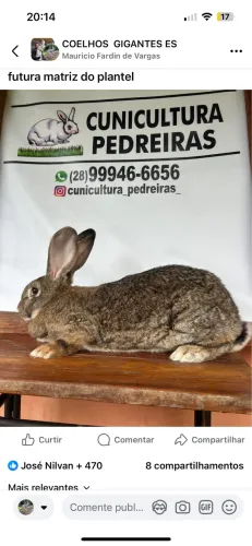 Coelhos gigantes
