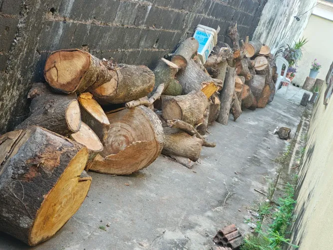 Lenhas de mangueira 