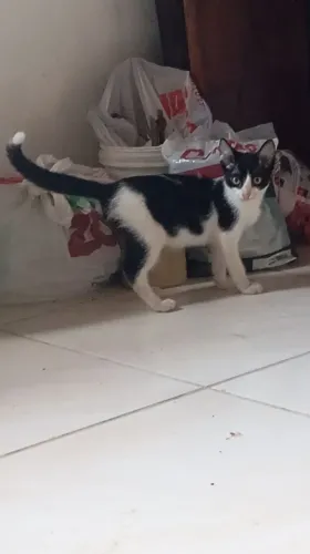 Gatinhos para adoção