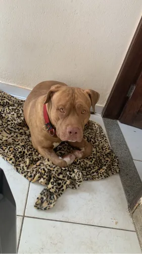 Cachorro pra doação