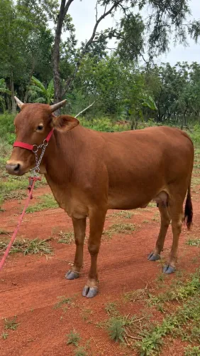 Vaca solteira
