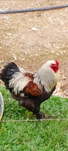 Vendo Galo Brama