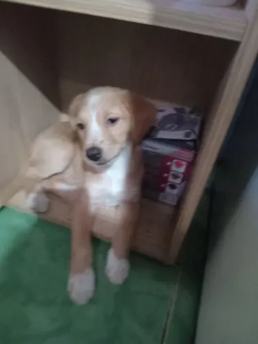 Cachorrinha