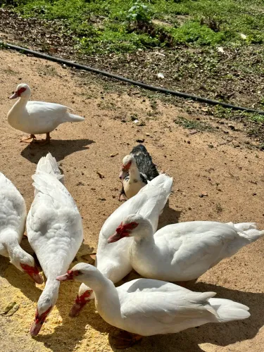 Patos