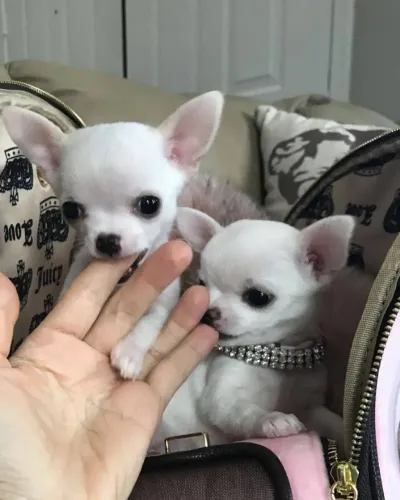 Chihuahua Vida mais bonita com quatro patinhas