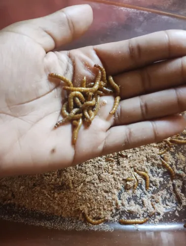 Tenebrio molitor (pequeno)