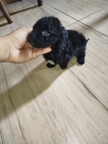 Poodle Toyzinho