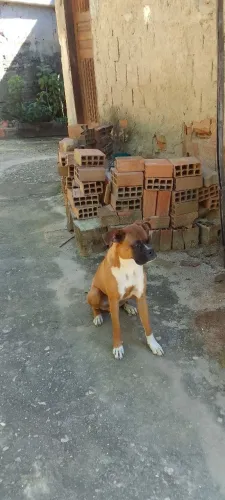 CÃO BOXER BARATO!
