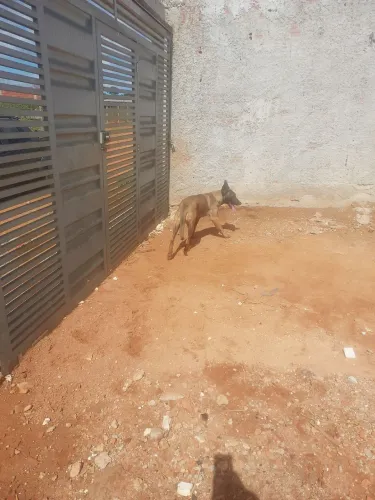 Cachorra  pastor malino 9 meses