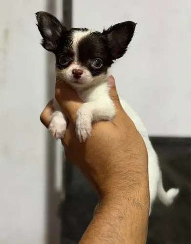 Chihuahua branco e chocolate- orelhas grandes - cabeça redonda Padrão da raça 