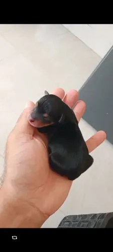 Filhotes de pinscher para reserva