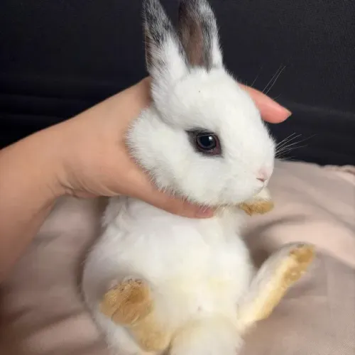 Mini Coelho Docil Filhote Hotot Docil Treinado