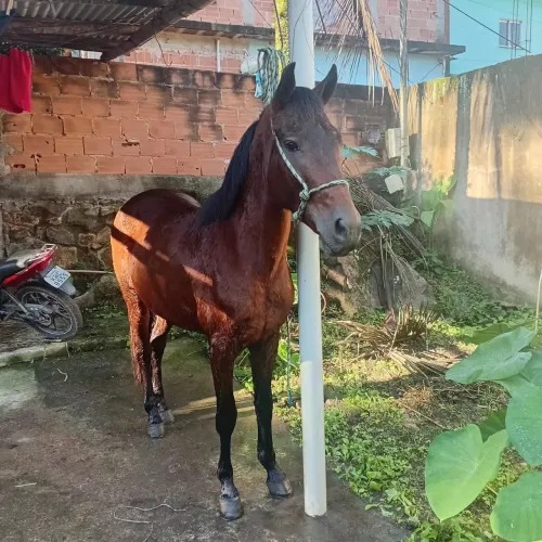 Cavalo a venda