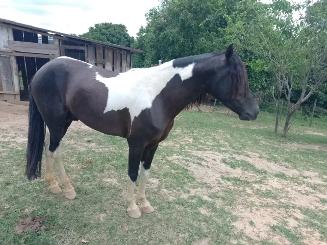 Cavalo garanhão de marcha picada 
