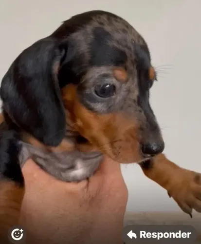 Basset teckel docil e companheiro 
