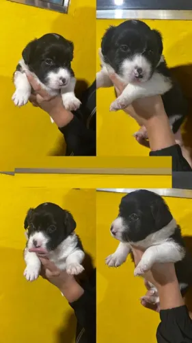 POODLE X YORK Amor à primeira vista existe e nós podemos provar. - Chama 9 975I 649I