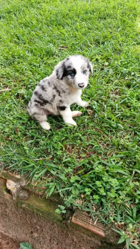 Filhote de border collie.