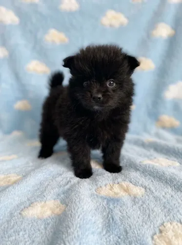 Spitz alemão/lulu da pomerania macho anão preto 