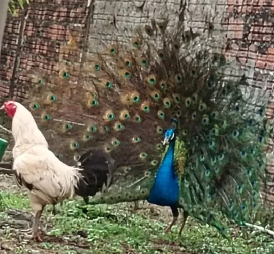 Celular Azul