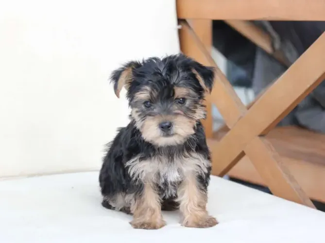 Filhotes de Yorkie Mini - Pequenos, Delicados e Amorosos!