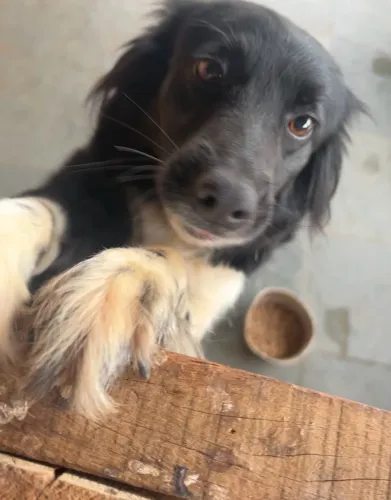 Doa-se 2 Border Collie fêmea