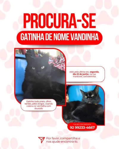 PROCURA-SE GATINHA 