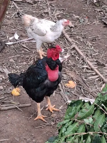 Galos