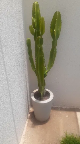 Vaso com Cactu Mandacaru, Retirar Alto da Boa Vista