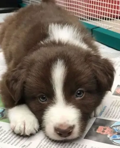 Filhote de Border collie , O amor puro e cheio de pelo!!