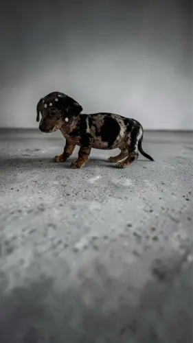 Fêmea de Daschund mini