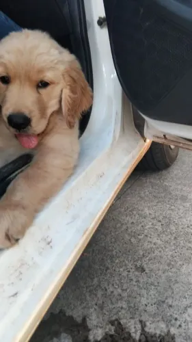 Golden Retriever Filhote