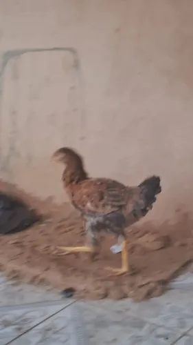 Galinhas e franginho