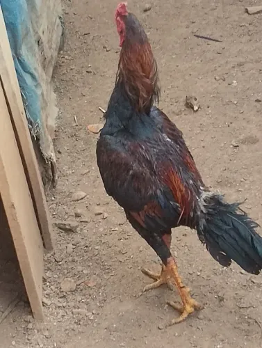 Galo