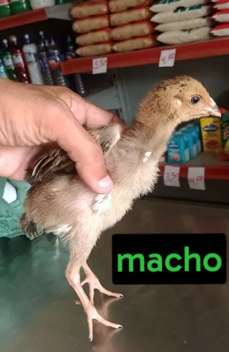 Pintos índio gigante