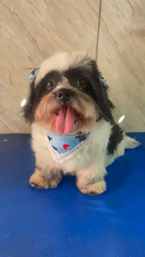 Filhotes de ShihTzu