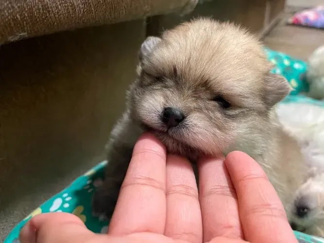 Lulu Spitz Pomerania Anao Ursinho Alto Padrao Com Pedigree