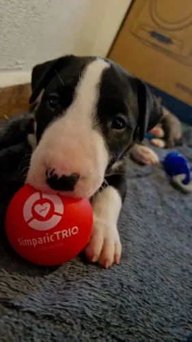 Filhotes de Bull Terrier