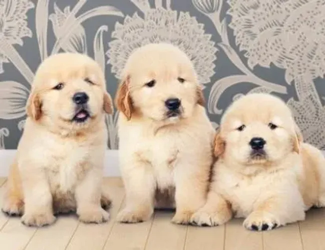 Golden Retriever Filhotes Extraordinários.