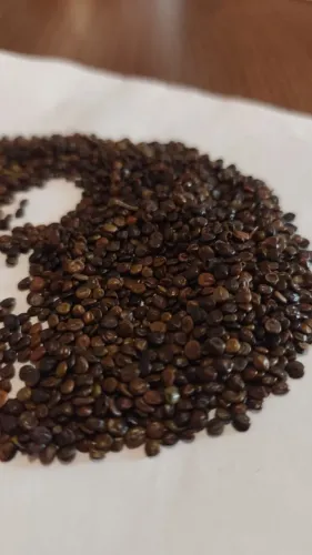 Sementes de Jurema Preta - 60 unidades