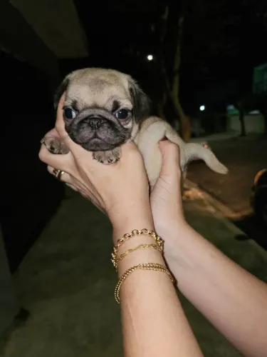 Pug Machinhos