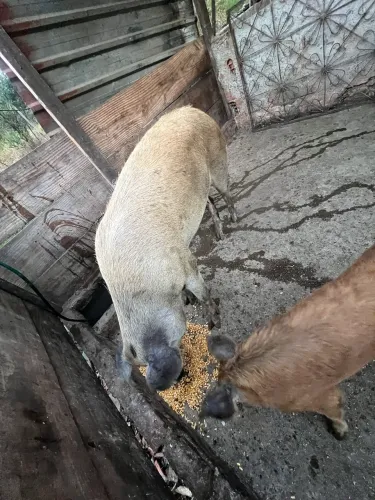 Porcos pra venda barato