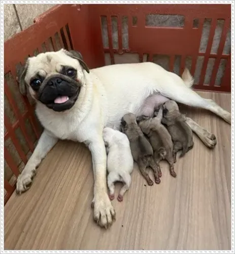 Pug Macho e Fêmea. Com Pedigree.