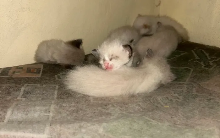 Doacao de gatos angora 