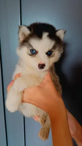 Husky Siberiano - Seu filhote.