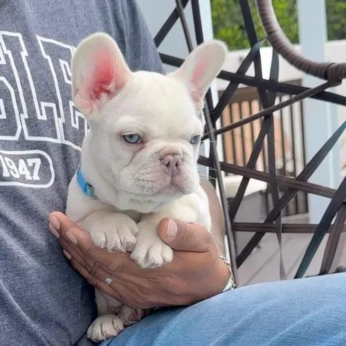 Bulldogue Francês - Fofura Que Inspira Cuidado 