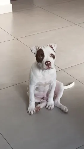 Filhote de american bully